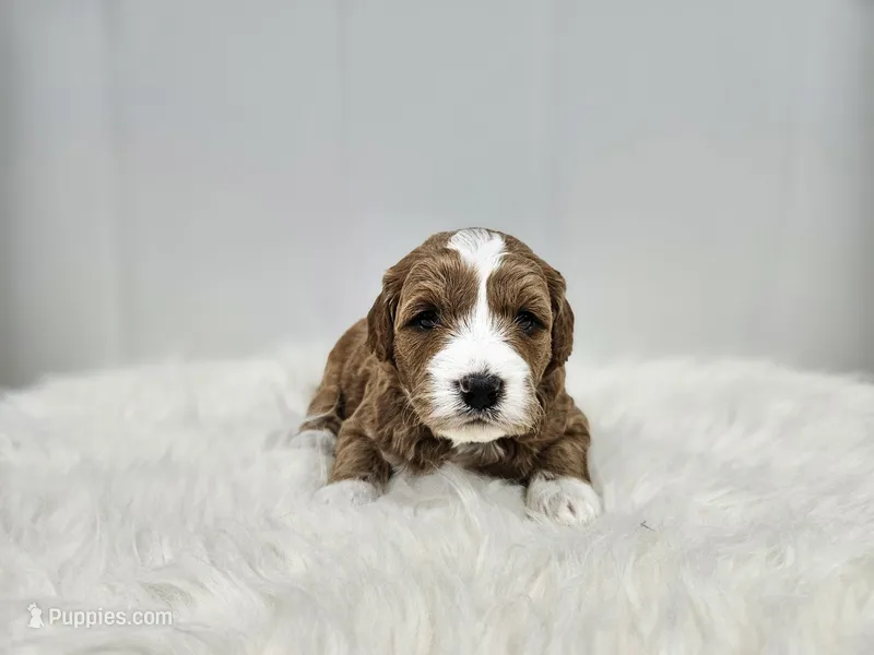 F1B Emma  – Poodle - Miniature , Miniature Goldendoodle puppy for sale in Goshen, IN