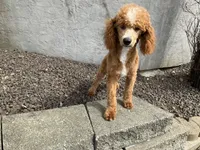 F1B Emma , a female Poodle - Miniature  and Miniature Goldendoodle for sale in Goshen, IN – Photo 8 of 8