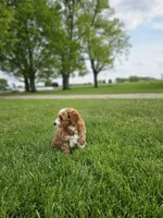F1B Emma , a female Poodle - Miniature  and Miniature Goldendoodle for sale in Goshen, IN – 8 of 10