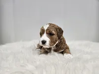 F1B Emma , a female Poodle - Miniature  and Miniature Goldendoodle for sale in Goshen, IN – Photo 5 of 8