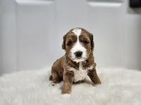 F1B Emma , a female Poodle - Miniature  and Miniature Goldendoodle for sale in Goshen, IN – Photo 3 of 8