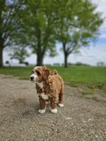 F1B Emma , a female Poodle - Miniature  and Miniature Goldendoodle for sale in Goshen, IN – 7 of 10