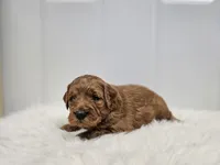 F1B Teddy , a male Poodle - Miniature  and Miniature Goldendoodle for sale in Goshen, IN – Photo 4 of 8