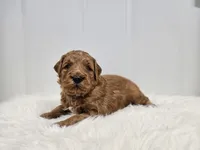 F1B Teddy , a male Poodle - Miniature  and Miniature Goldendoodle for sale in Goshen, IN – Photo 1 of 8