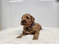 F1B Teddy , a male Poodle - Miniature  and Miniature Goldendoodle for sale in Goshen, IN – Photo 3 of 8