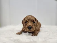 F1B Teddy , a male Poodle - Miniature  and Miniature Goldendoodle for sale in Goshen, IN – Photo 2 of 8