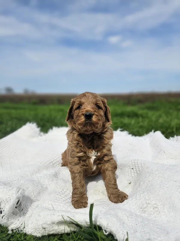 F1B Teddy  – Poodle - Miniature , Miniature Goldendoodle puppy for sale in Goshen, IN