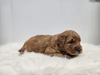 F1B Teddy , a male Poodle - Miniature  and Miniature Goldendoodle for sale in Goshen, IN – Photo 6 of 8