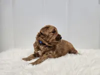 F1B Teddy , a male Poodle - Miniature  and Miniature Goldendoodle for sale in Goshen, IN – Photo 5 of 8