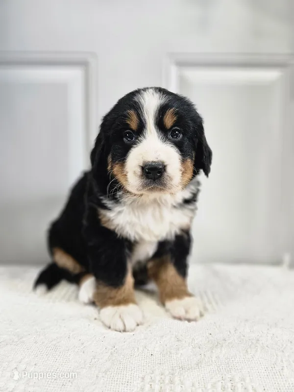 Ellie – Bernese Mountain Dog puppy for sale in Goshen, IN