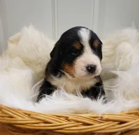 Ellie, a female Bernese Mountain Dog for sale in Goshen, IN – Photo 1 of 2