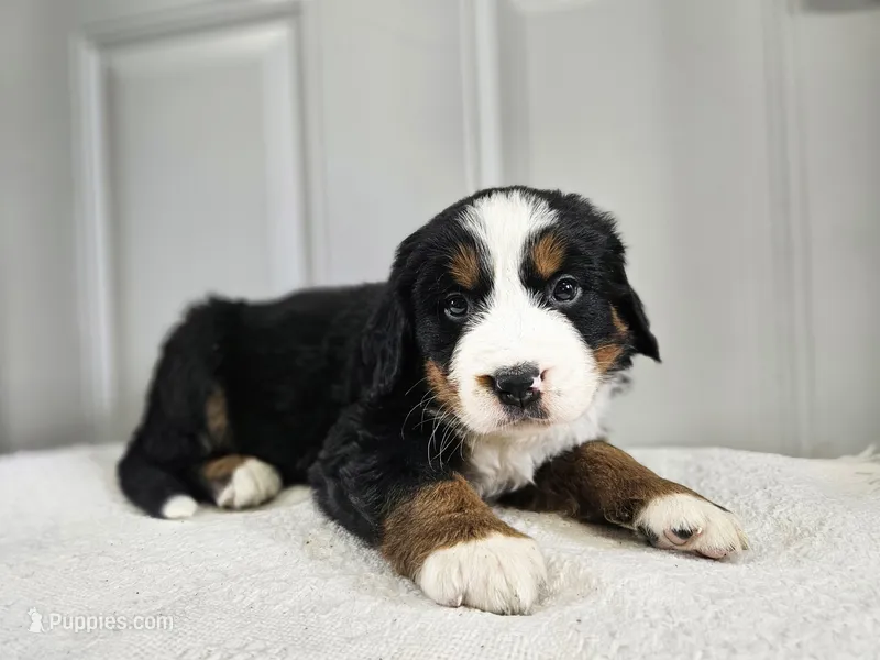 Lani – Bernese Mountain Dog puppy for sale in Goshen, IN