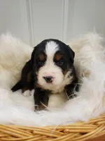 Lani, a female Bernese Mountain Dog for sale in Goshen, IN – Photo 1 of 2