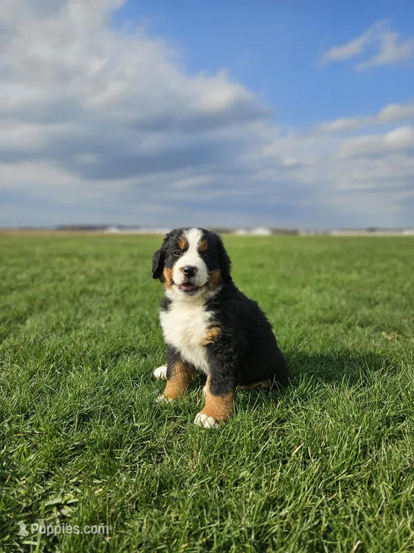 Lani – Bernese Mountain Dog puppy for sale in Goshen, IN