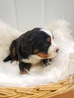 Lani, a female Bernese Mountain Dog for sale in Goshen, IN – Photo 2 of 2