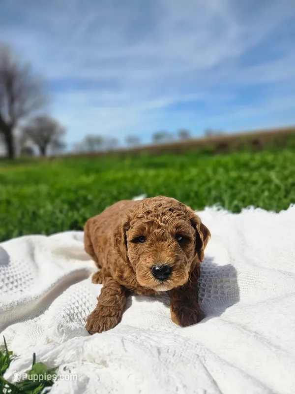 F1B Ollie – Poodle - Miniature , Miniature Goldendoodle puppy for sale in Goshen, IN