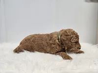 F1B Ollie, a male Poodle - Miniature  and Miniature Goldendoodle for sale in Goshen, IN – Photo 5 of 7