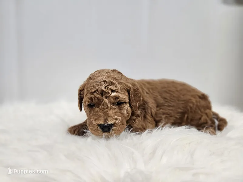 F1B Ollie – Poodle - Miniature , Miniature Goldendoodle puppy for sale in Goshen, IN