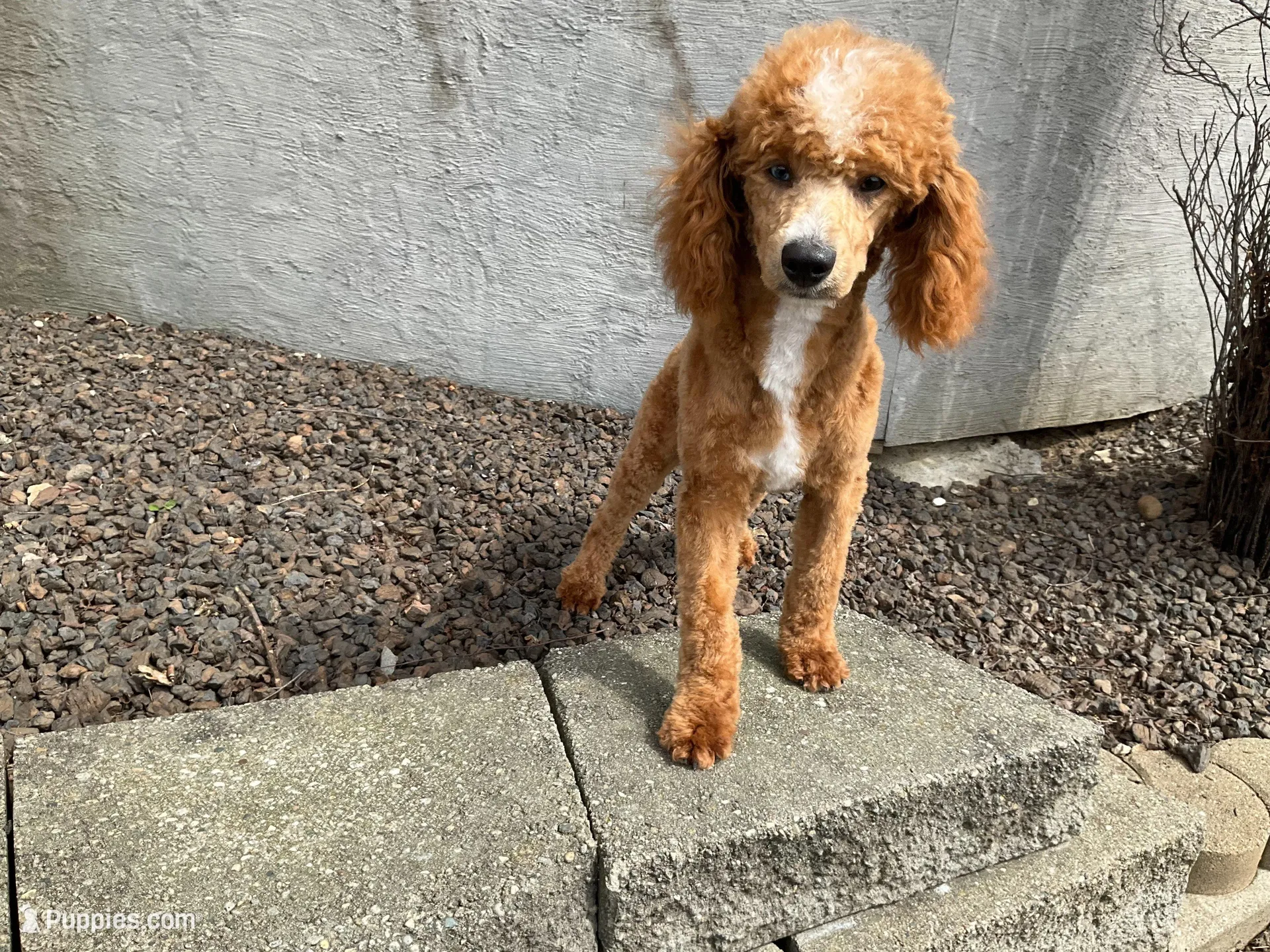 F1B Ollie, a male Poodle - Miniature  and Miniature Goldendoodle for sale in Goshen, IN – Photo 7 of 7
