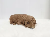 F1B Ollie, a male Poodle - Miniature  and Miniature Goldendoodle for sale in Goshen, IN – Photo 2 of 7