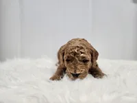 F1B Ollie, a male Poodle - Miniature  and Miniature Goldendoodle for sale in Goshen, IN – Photo 4 of 7