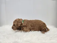 F1B Ollie, a male Poodle - Miniature  and Miniature Goldendoodle for sale in Goshen, IN – Photo 3 of 7