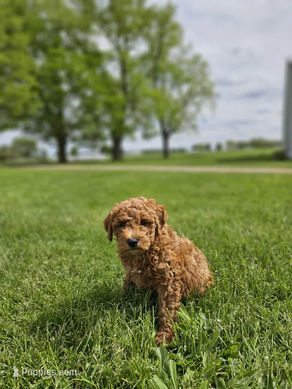 F1B Ollie – Poodle - Miniature , Miniature Goldendoodle puppy for sale in Goshen, IN