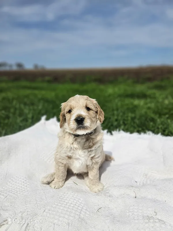 F1B Tanner – Poodle - Miniature , Miniature Goldendoodle puppy for sale in Goshen, IN