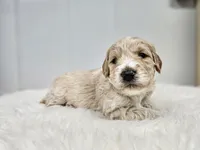 F1B Tanner, a male Poodle - Miniature  and Miniature Goldendoodle for sale in Goshen, IN – Photo 3 of 9