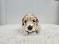 F1B Tanner, a male Poodle - Miniature  and Miniature Goldendoodle for sale in Goshen, IN – Photo 5 of 9