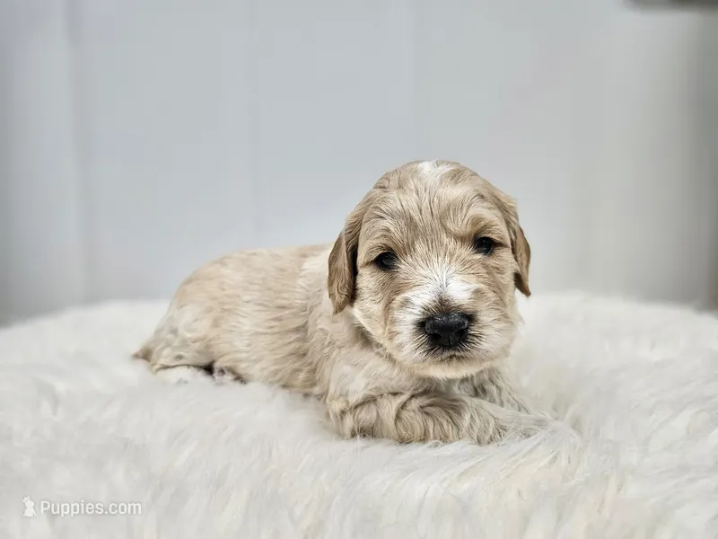 F1B Tanner – Poodle - Miniature , Miniature Goldendoodle puppy for sale in Goshen, IN