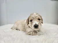 F1B Tanner, a male Poodle - Miniature  and Miniature Goldendoodle for sale in Goshen, IN – Photo 1 of 9