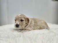 F1B Tanner, a male Poodle - Miniature  and Miniature Goldendoodle for sale in Goshen, IN – Photo 2 of 9