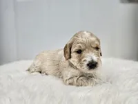 F1B Tanner, a male Poodle - Miniature  and Miniature Goldendoodle for sale in Goshen, IN – Photo 4 of 9