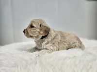 F1B Tanner, a male Poodle - Miniature  and Miniature Goldendoodle for sale in Goshen, IN – Photo 6 of 9