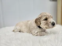 F1B Tanner, a male Poodle - Miniature  and Miniature Goldendoodle for sale in Goshen, IN – Photo 7 of 9