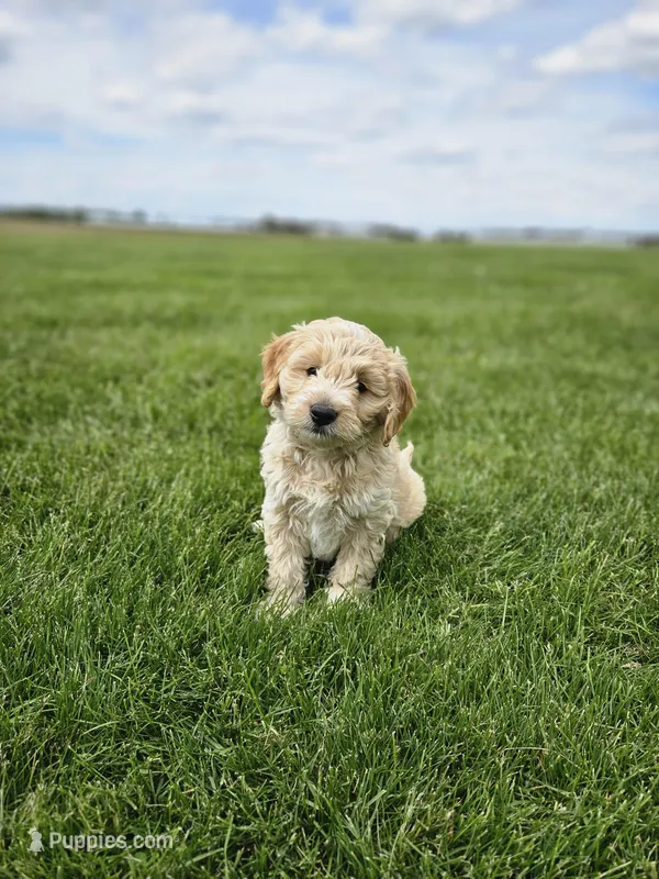 F1B Tanner – Poodle - Miniature , Miniature Goldendoodle puppy for sale in Goshen, IN