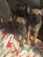 Lady, a female Belgian Malinois for sale in New Egypt, NJ – Photo 1 of 5