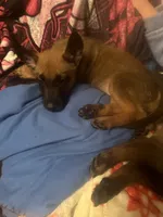 Lady, a female Belgian Malinois for sale in New Egypt, NJ – Photo 3 of 5