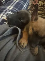 Bruiser, a male Belgian Malinois for sale in New Egypt, NJ – Photo 8 of 10