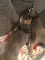 Bruiser, a male Belgian Malinois for sale in New Egypt, NJ – Photo 6 of 10