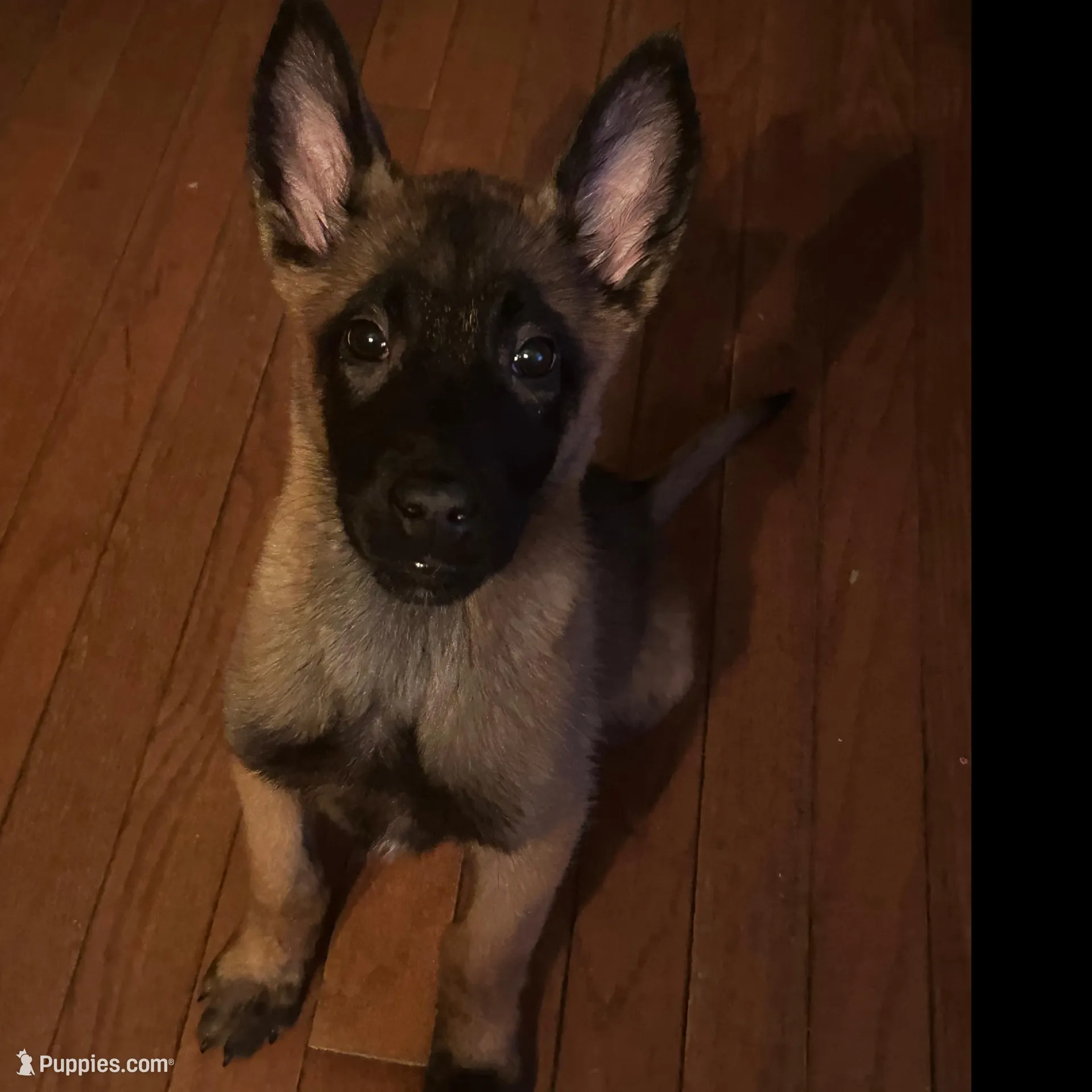 Bruiser, a male Belgian Malinois for sale in New Egypt, NJ – Photo 10 of 10