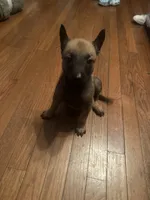 Bruiser, a male Belgian Malinois for sale in New Egypt, NJ – Photo 7 of 10