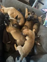 Bruiser, a male Belgian Malinois for sale in New Egypt, NJ – Photo 3 of 10