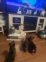 Bruiser, a male Belgian Malinois for sale in New Egypt, NJ – Photo 9 of 10