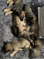 Bruiser, a male Belgian Malinois for sale in New Egypt, NJ – Photo 2 of 10