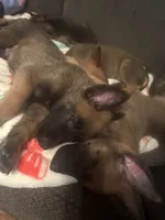 Bruiser, a male Belgian Malinois for sale in New Egypt, NJ – Photo 4 of 10