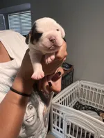 Pink female , a male English Bulldog and Basset Hound for sale in Glendale, AZ – 3 of 6