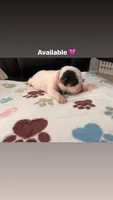 Pink female , a male English Bulldog and Basset Hound for sale in Glendale, AZ – 1 of 6