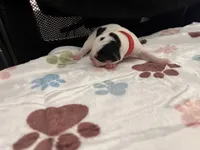 Red female , a male English Bulldog and Basset Hound for sale in Glendale, AZ – 3 of 4